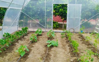 Greenhouses for residents of Centres for old and/or disabled people – FIA
