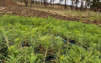 Planting a Greener Future / Rompetrol