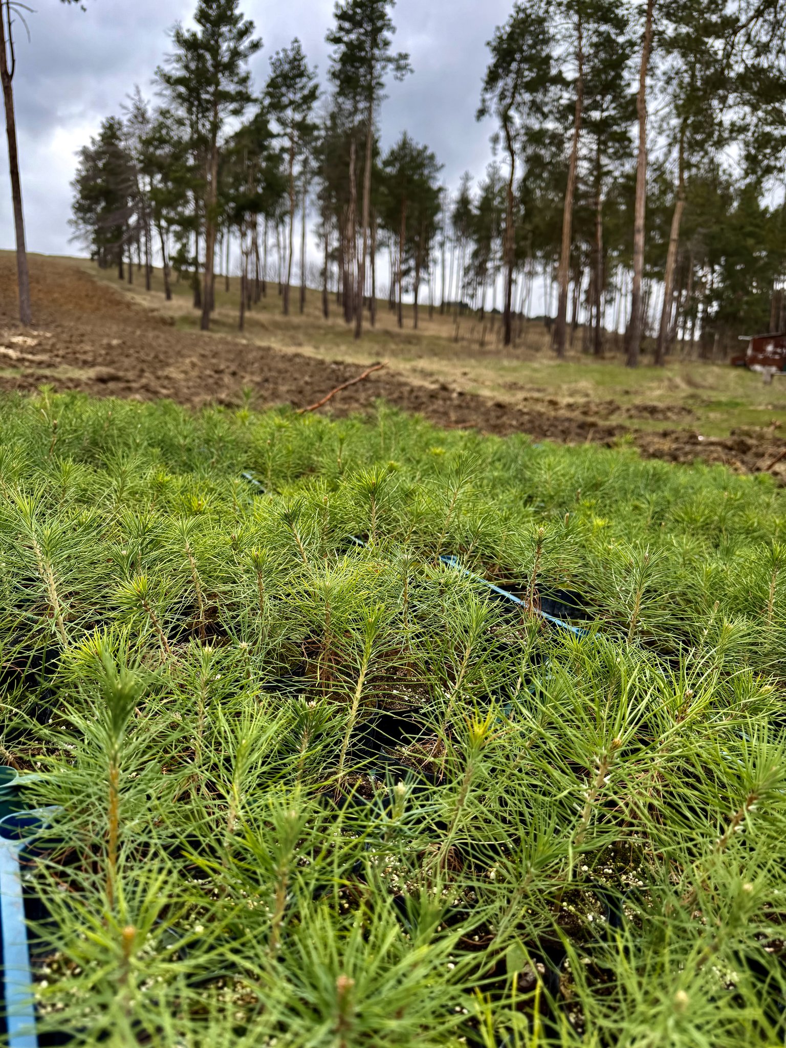 Planting a Greener Future / Rompetrol Planting a Greener Future / Rompetrol