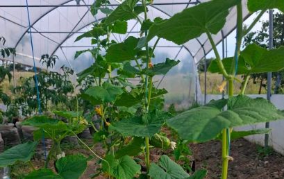 From Responsible Investment to Tangible Impact: FIA Moldova Supports a New Community Greenhouse